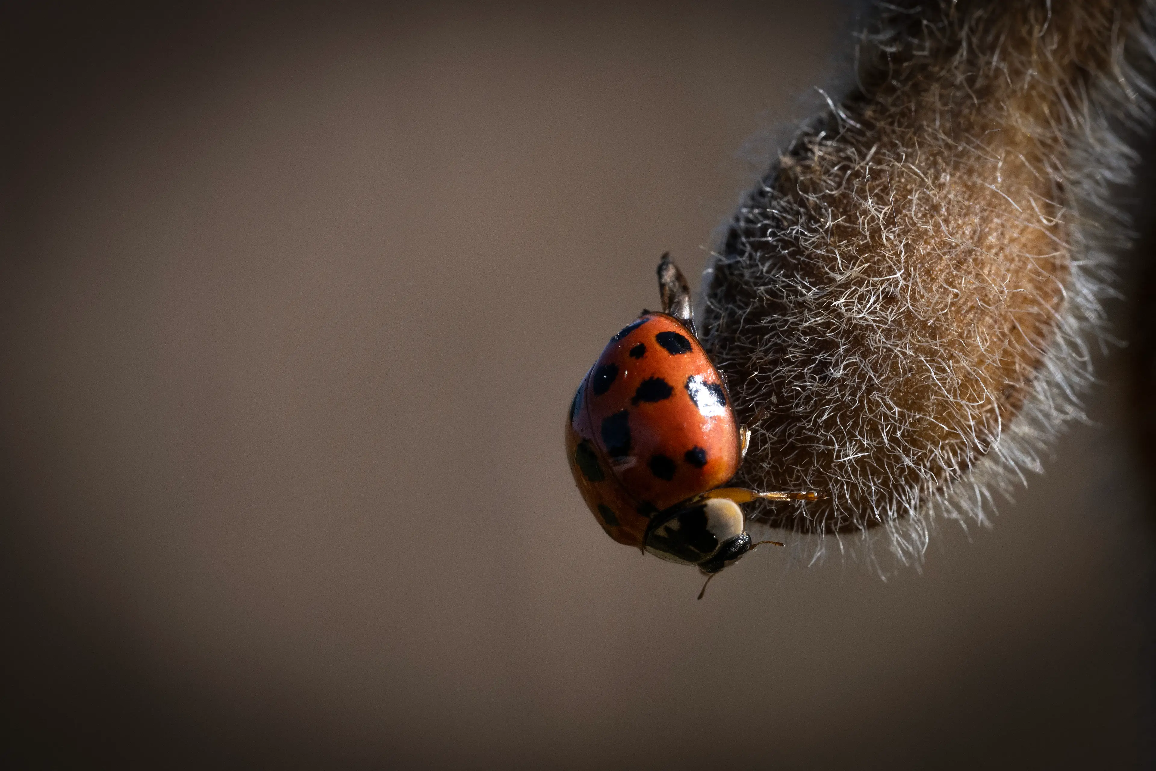 Brits are reporting ladbird infestations (JIM WATSON/AFP via Getty Images)