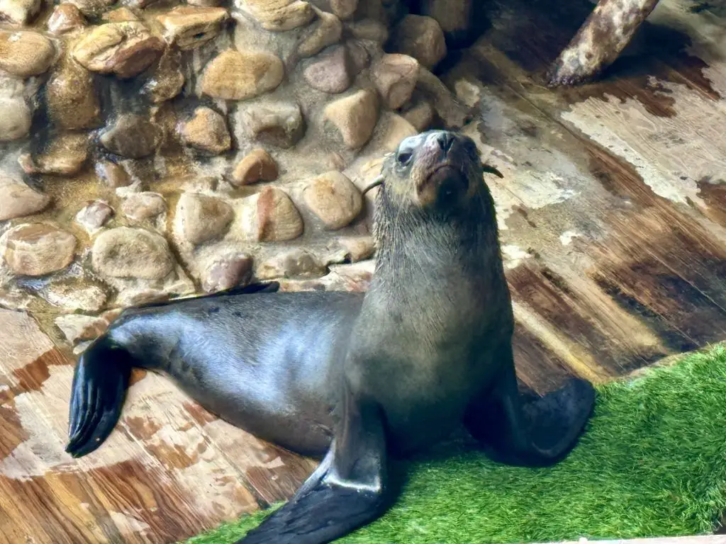 First reports of rabies in seals came in South Africa in 2024 and there are now fears that it could spread due to the Super El Nino (Murat Ozgur Guvendik /Anadolu via Getty Images)