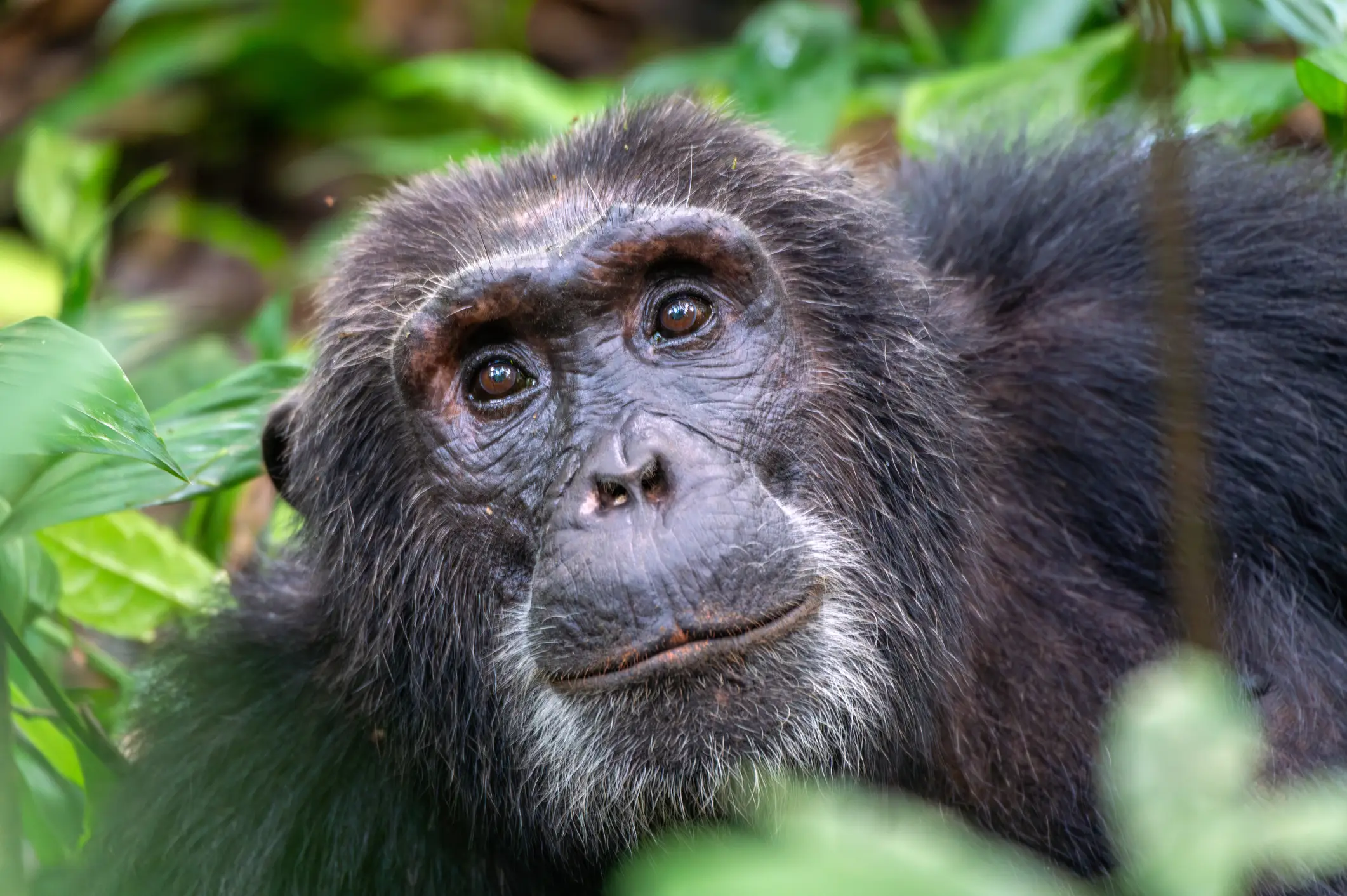 Chimpanzees are highly intelligent (George Pachantouris/Getty)