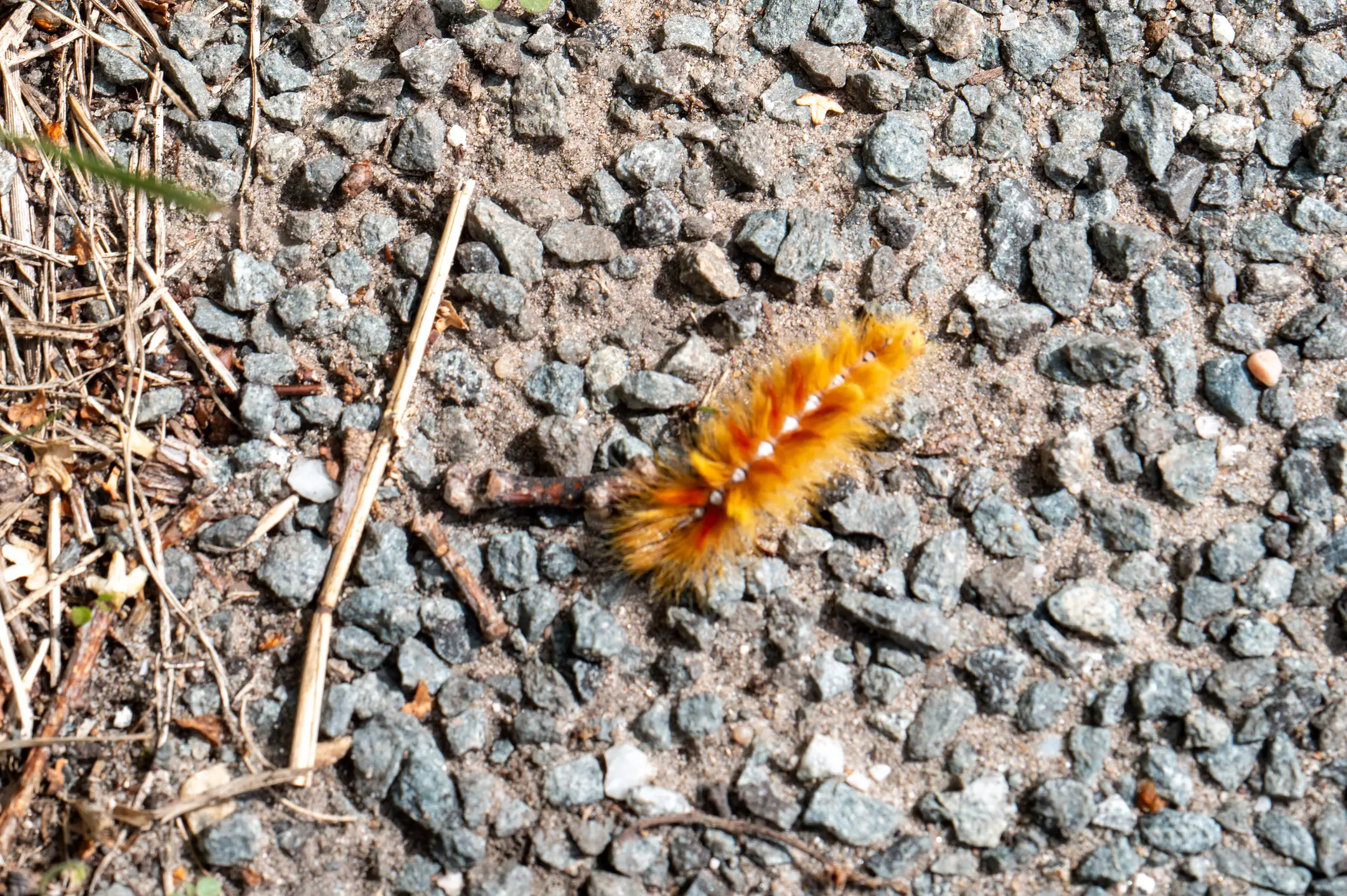 It was an orange caterpillar that did the damage (Getty Stock Photo)