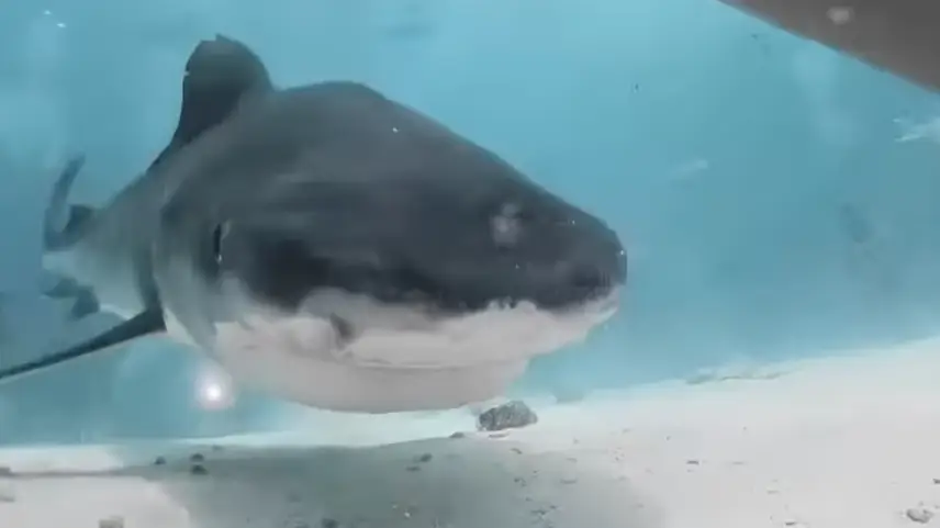 Instagram/@zimydakid