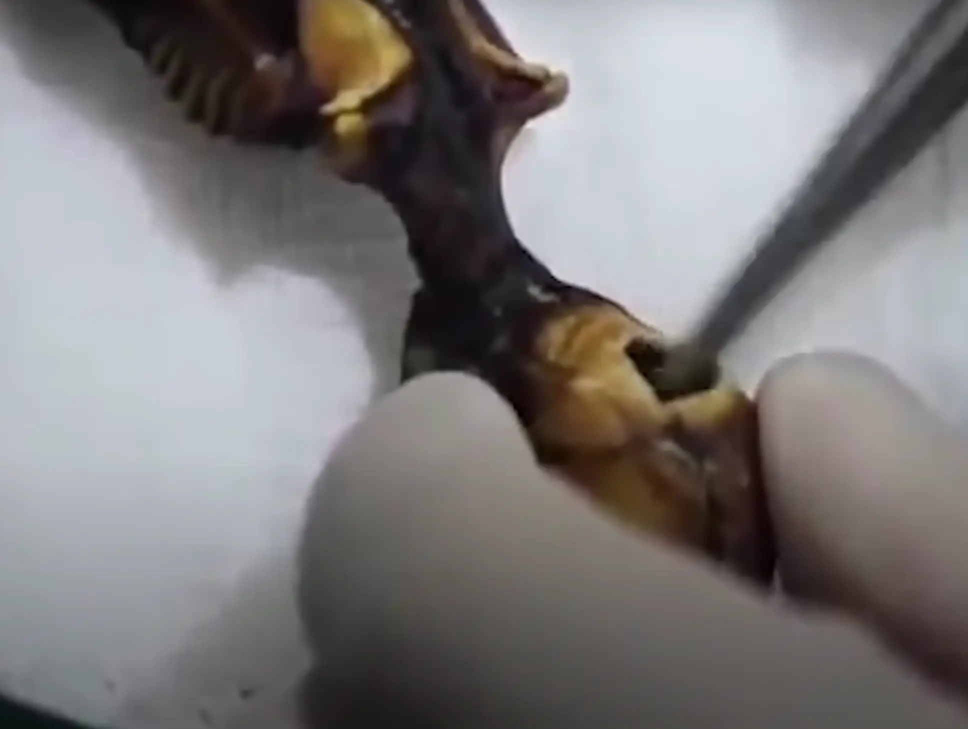 The researcher confirmed the truth behind the bizarre discovery.