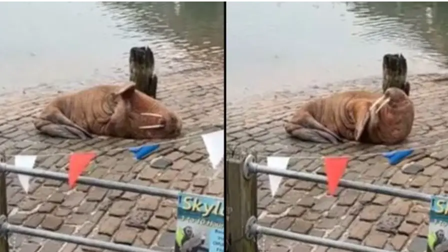 TikTok / @..x.vicky.c