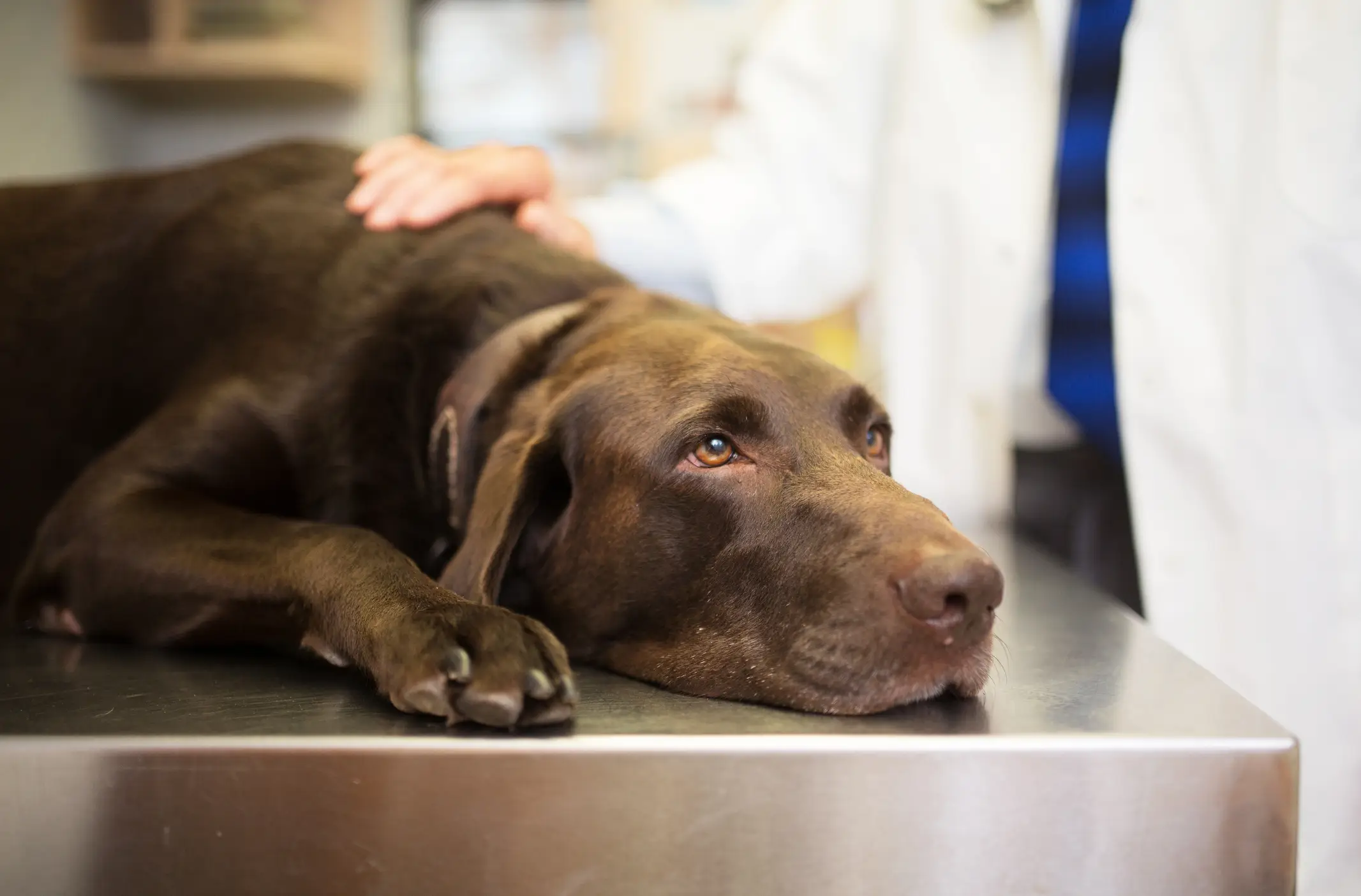 It's important to be with your dog in their final moments. (Getty Stock Image)