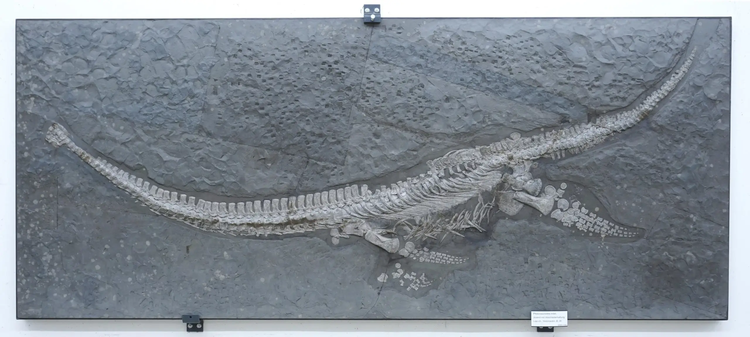 The fossil was discovered nearly 50 years ago. (State Museum of Natural History Stuttgart)