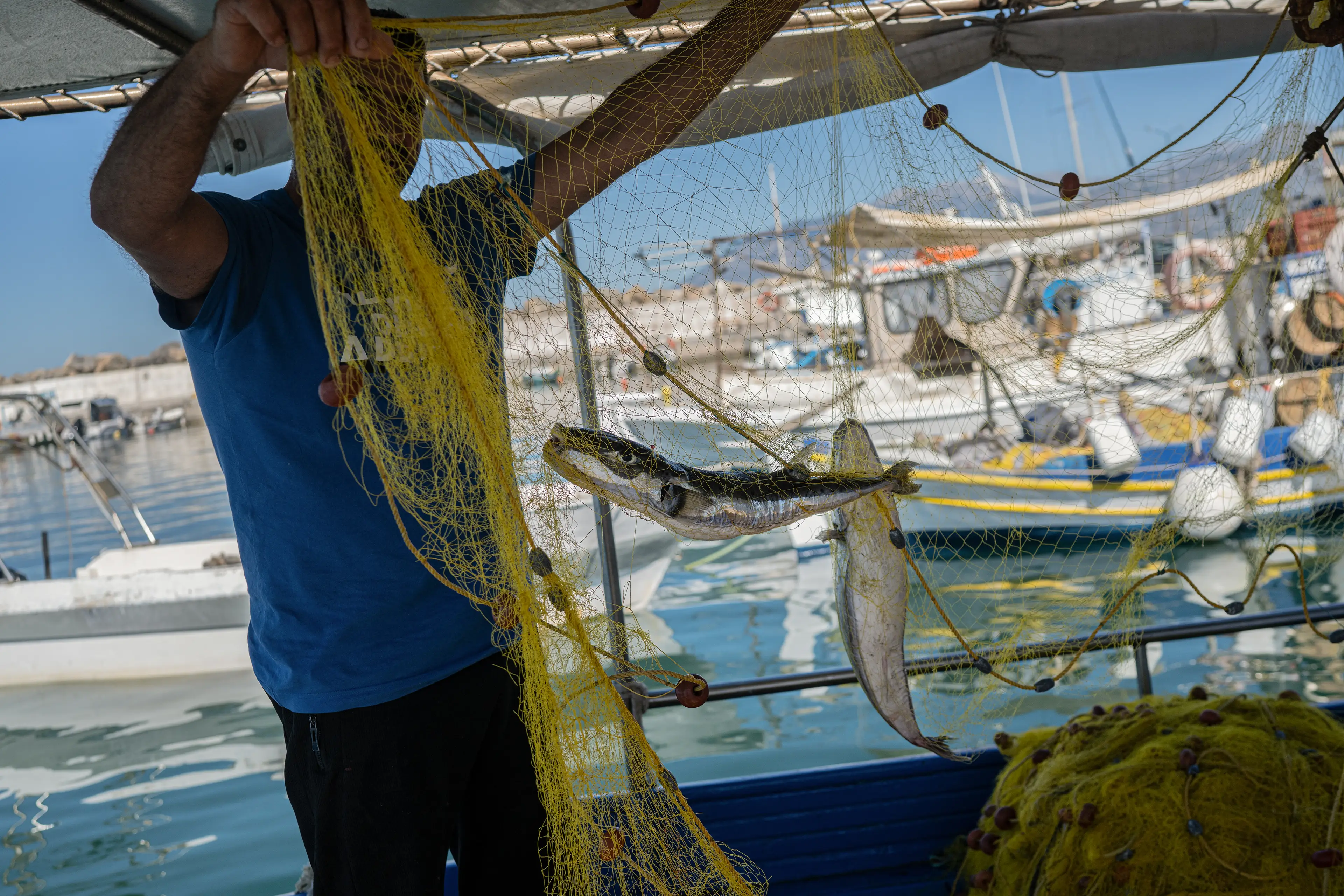 Fishermen are now being given a financial incentive to help with the efforts to get rid of the species (Angelos TZORTZINIS / AFP via Getty Images)