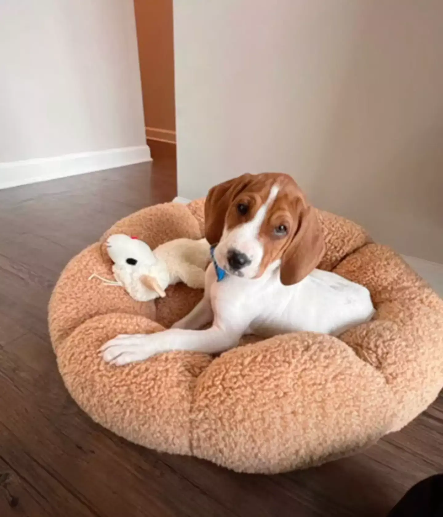 The animal shelter took the dog back, and said they wouldn't let Kristie re-adopt him. (Fox 5)