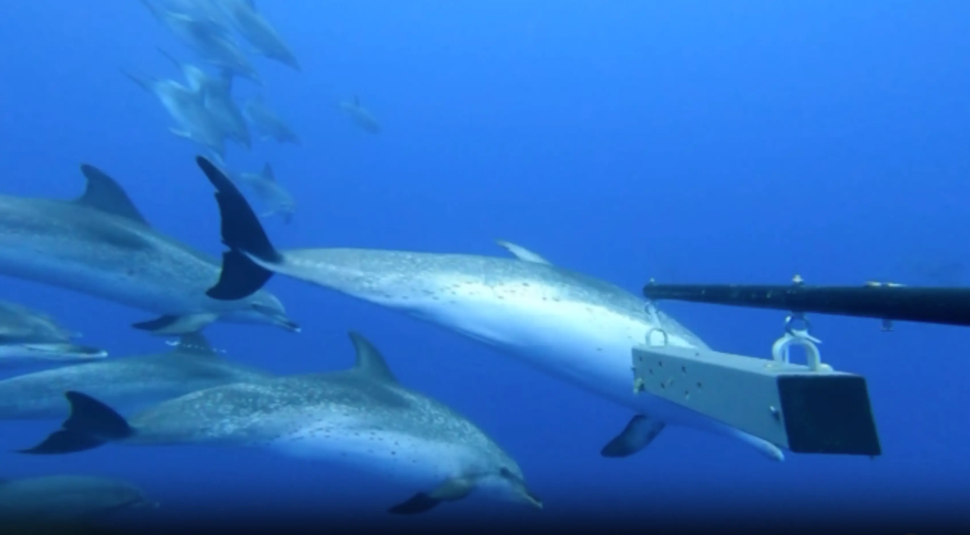 A pod of dolphins were spotted by the BRUV deployed in the Atlantic (University of Exeter, Centre for Ecology and Conservation (Penryn based))