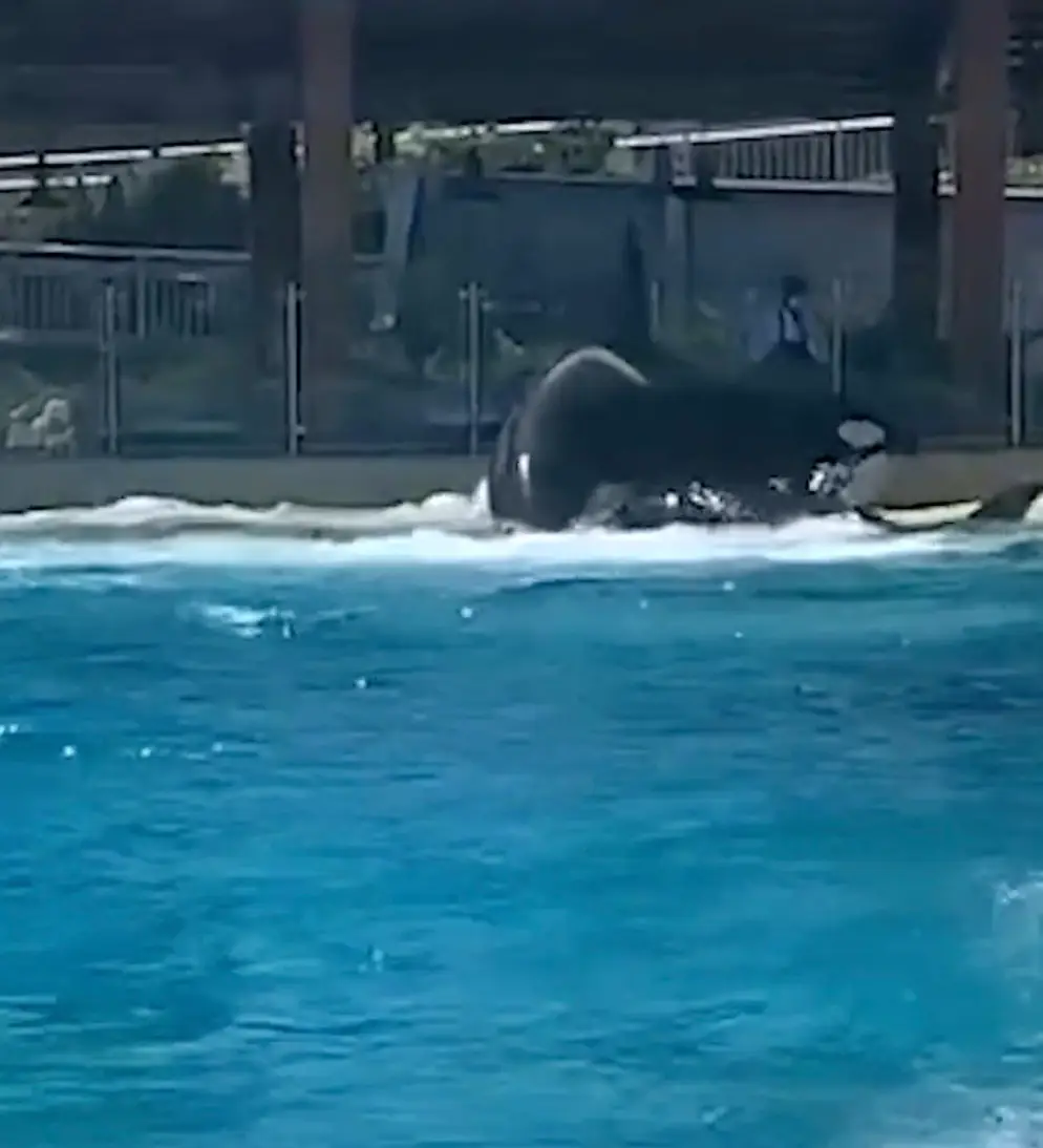 Orcas were seen fighting at SeaWorld.