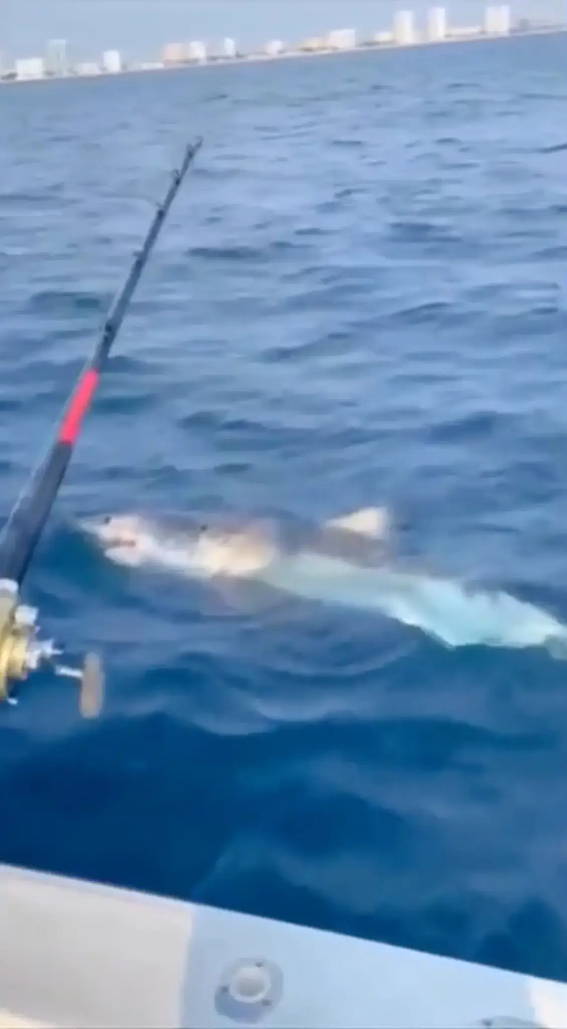 The shark was massive.