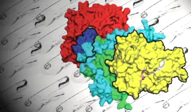 The AMPK protein is linked to age related processes (MRC)