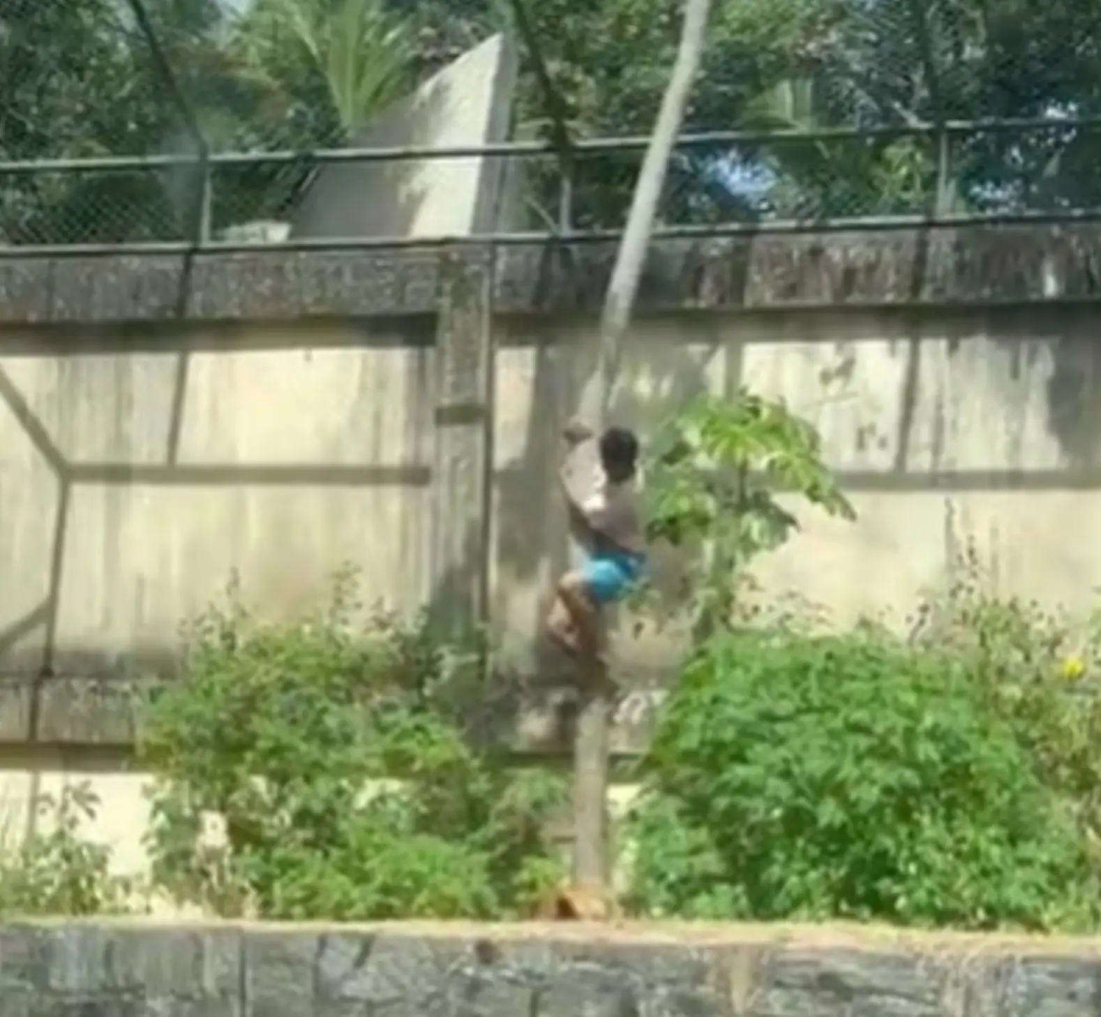 The teenager reportedly dreamed of becoming a lion tamer (X)