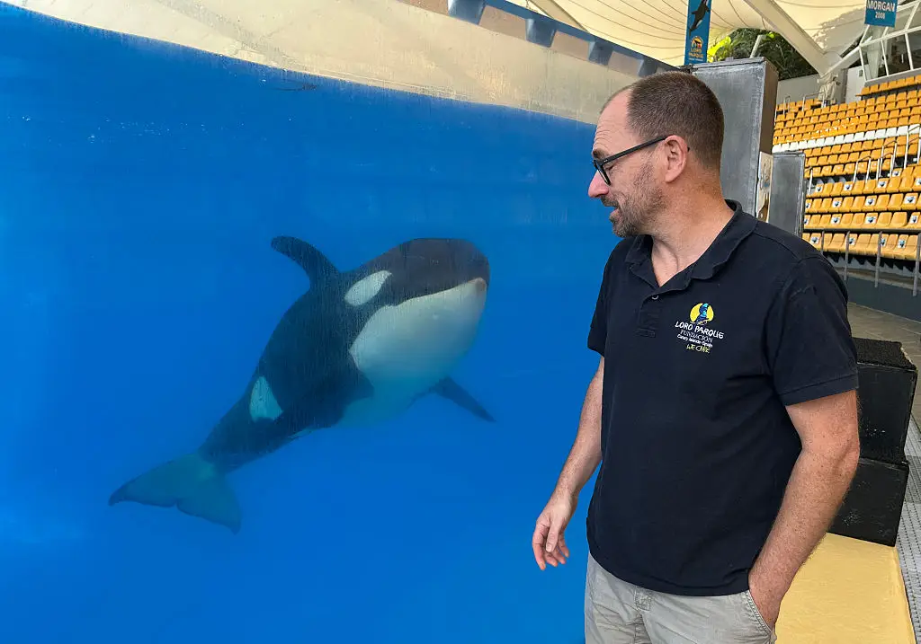 PETA raised concerns about Loro Parque's ability to look after the orcas (Nicolas Kirilowits / AFP via Getty Images)