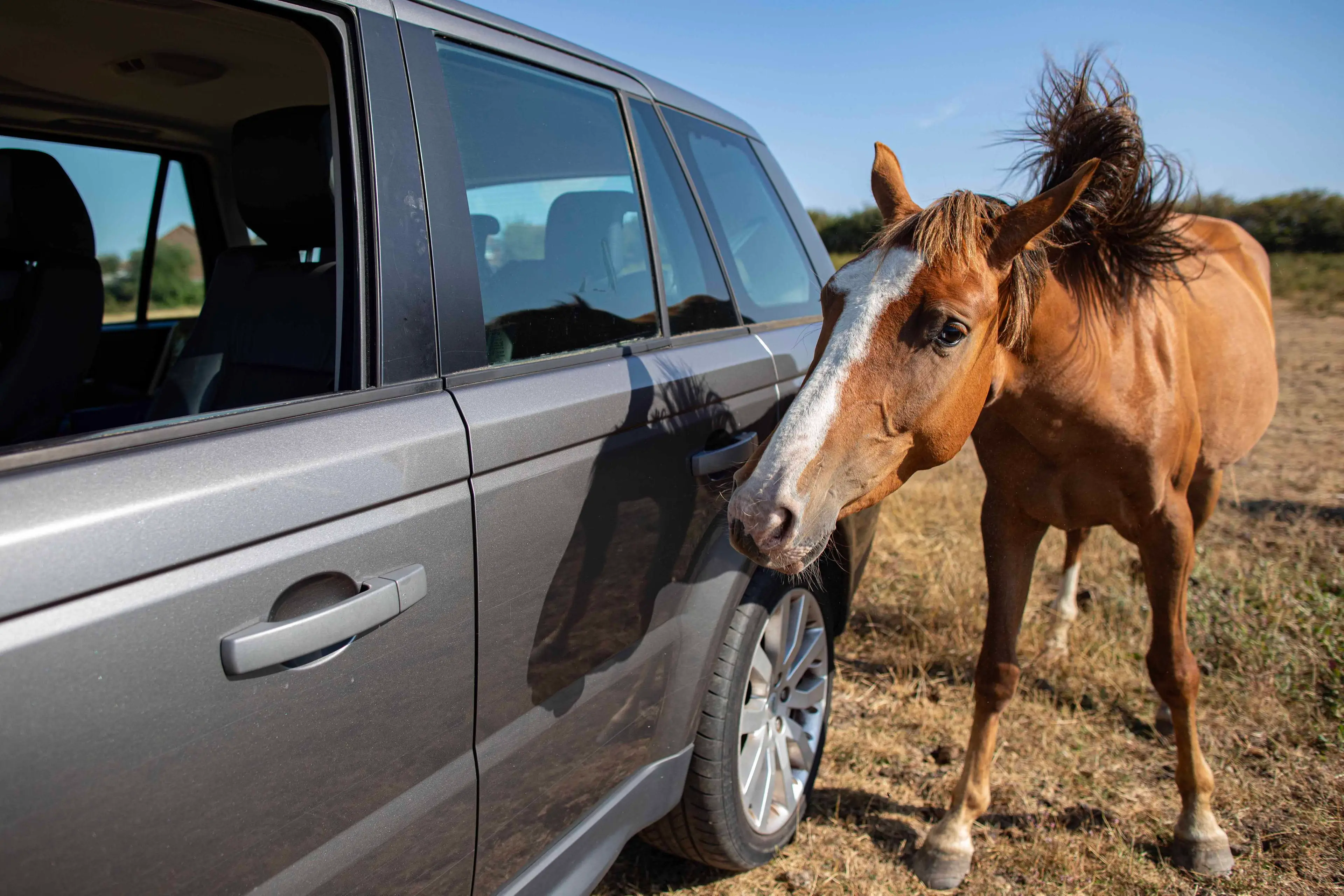 Fortunately, someone saw her post and decided she need not put the car before the horse (William Lailey / SWNS)