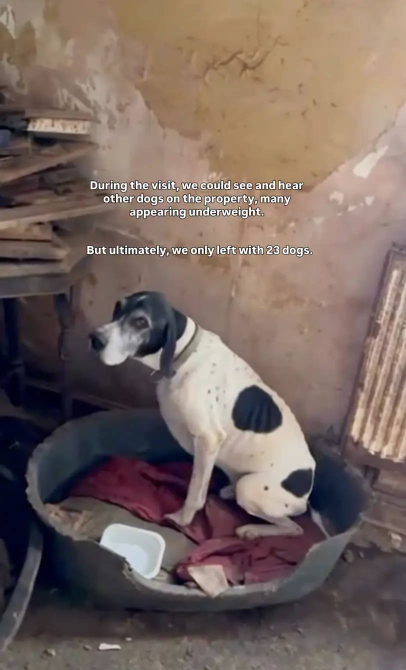 More than 40 dogs and two litters of puppies were found living in horrific conditions at Lynda Cooper's home in Pontypool (Instagram/@hoperescuewales)