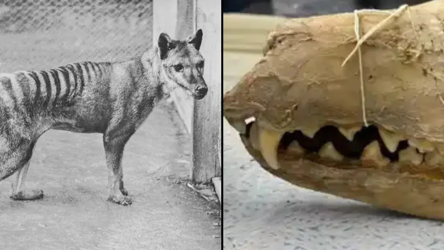 HUM Images/Universal Images Group via Getty Images / Andrew Pask/University of Melbourne and Museums Victoria