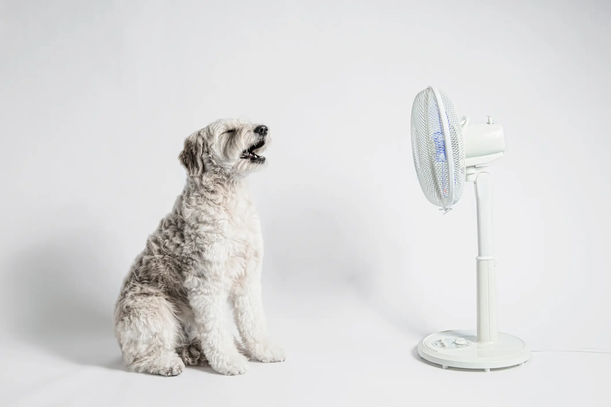 Dogs really feel the heat (Getty Stock Image)
