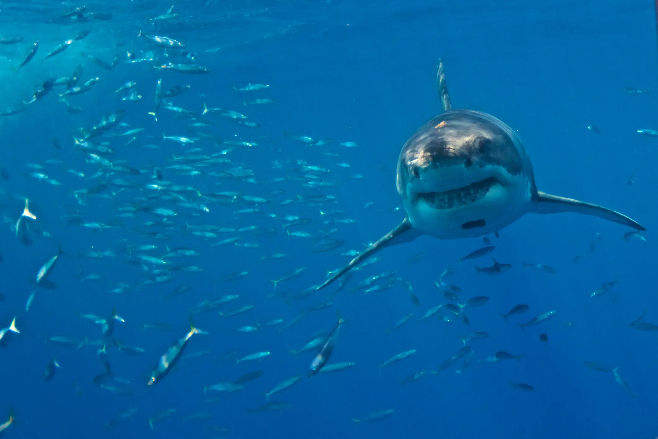 Great whites are in UK waters (Getty Stock)