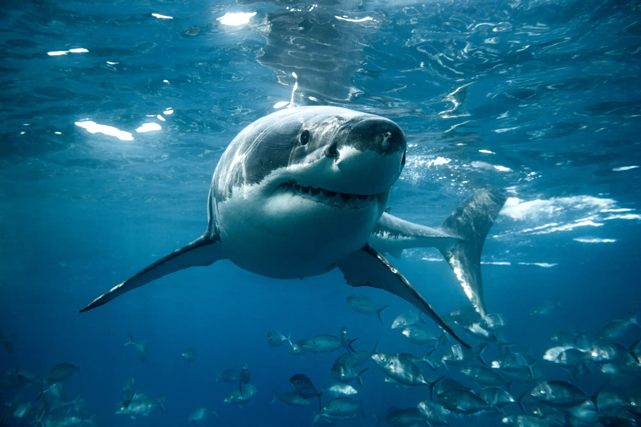 There hasn't ever been a recorded great white sighting in UK and Irish seas (Getty Stock Images)