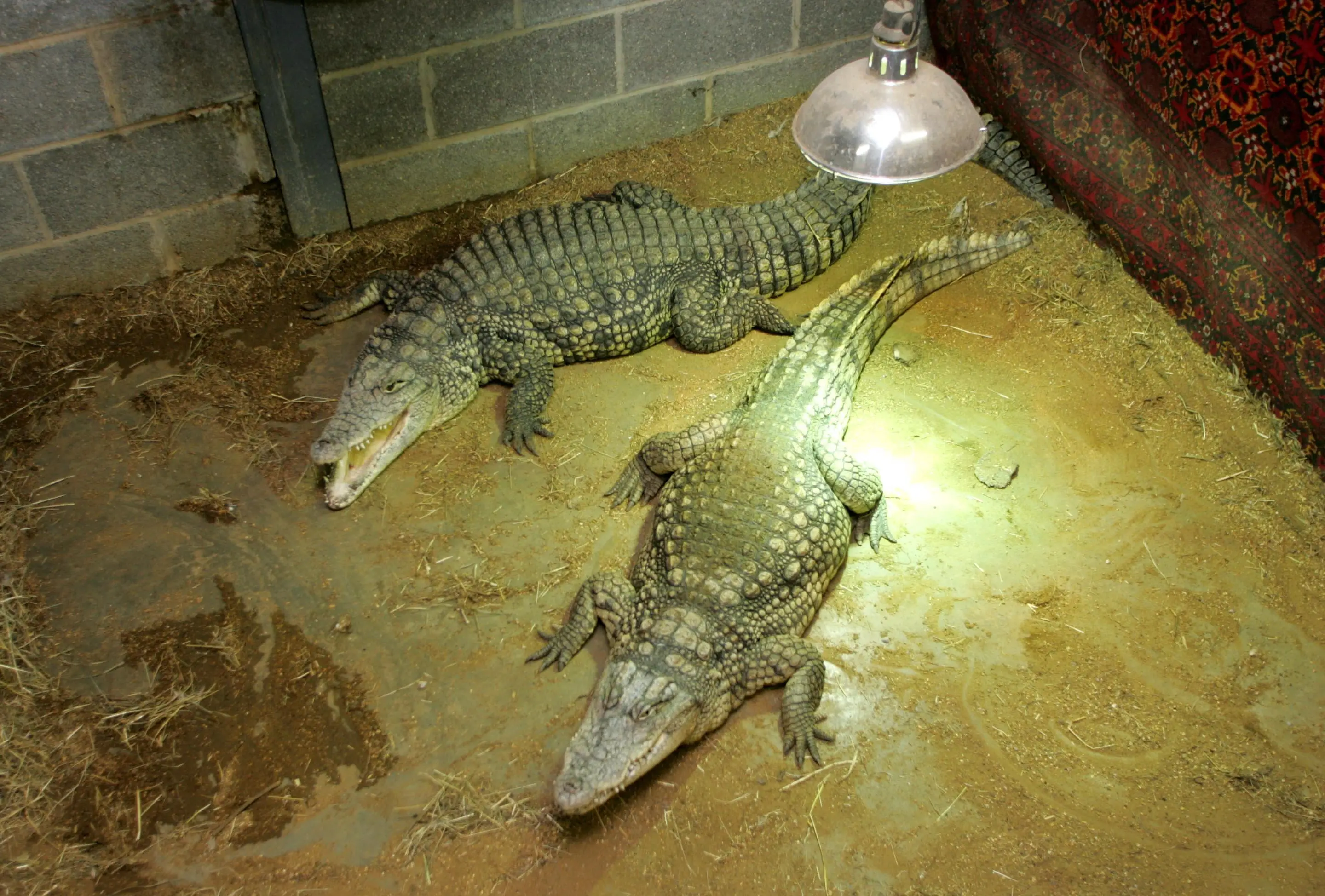 The boy was critically injured after allegedly being thrown into a crocodile enclosure (SWNS)