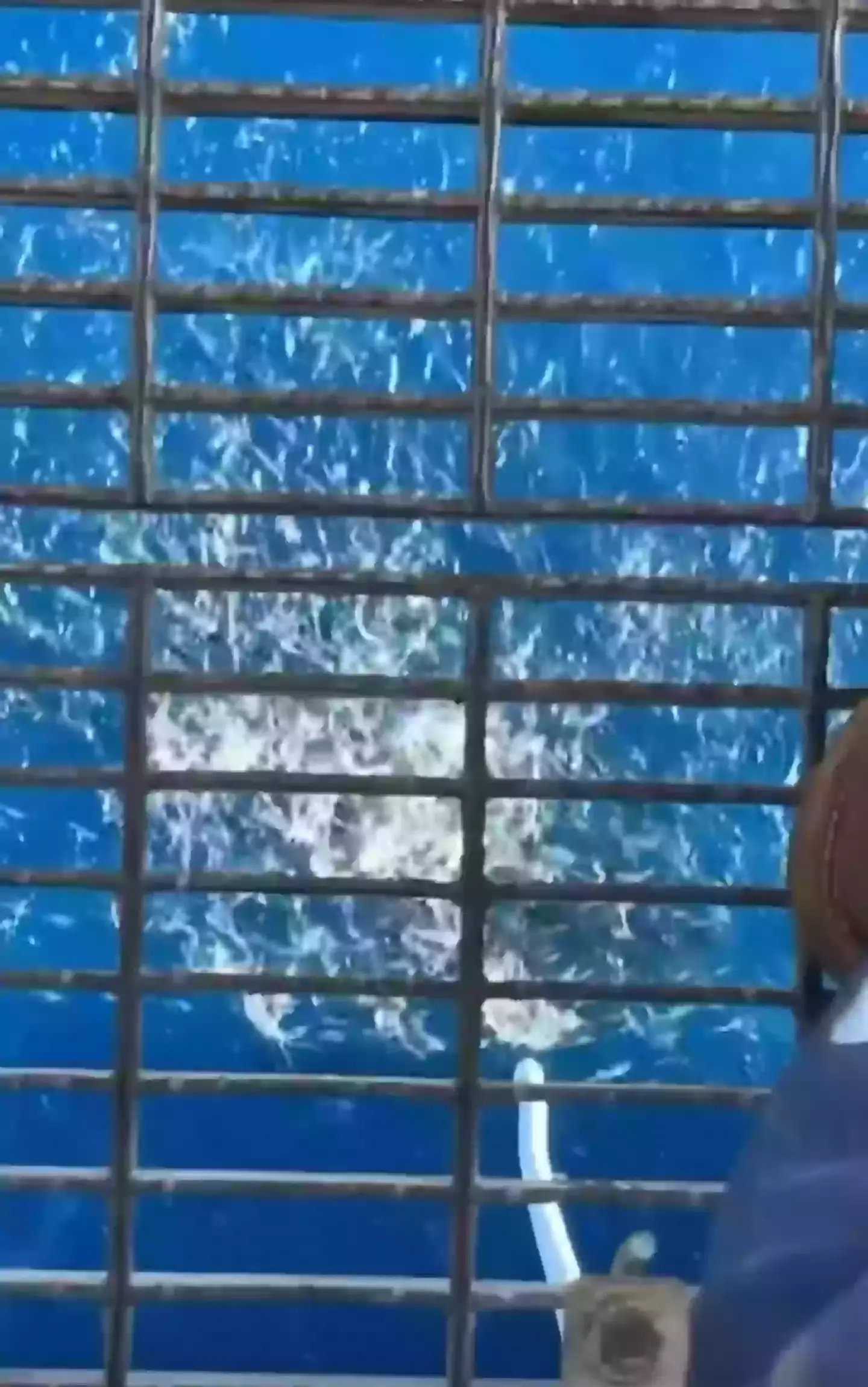 Would you want to go swimming with the so-called aquatic beasts? (Reddit)