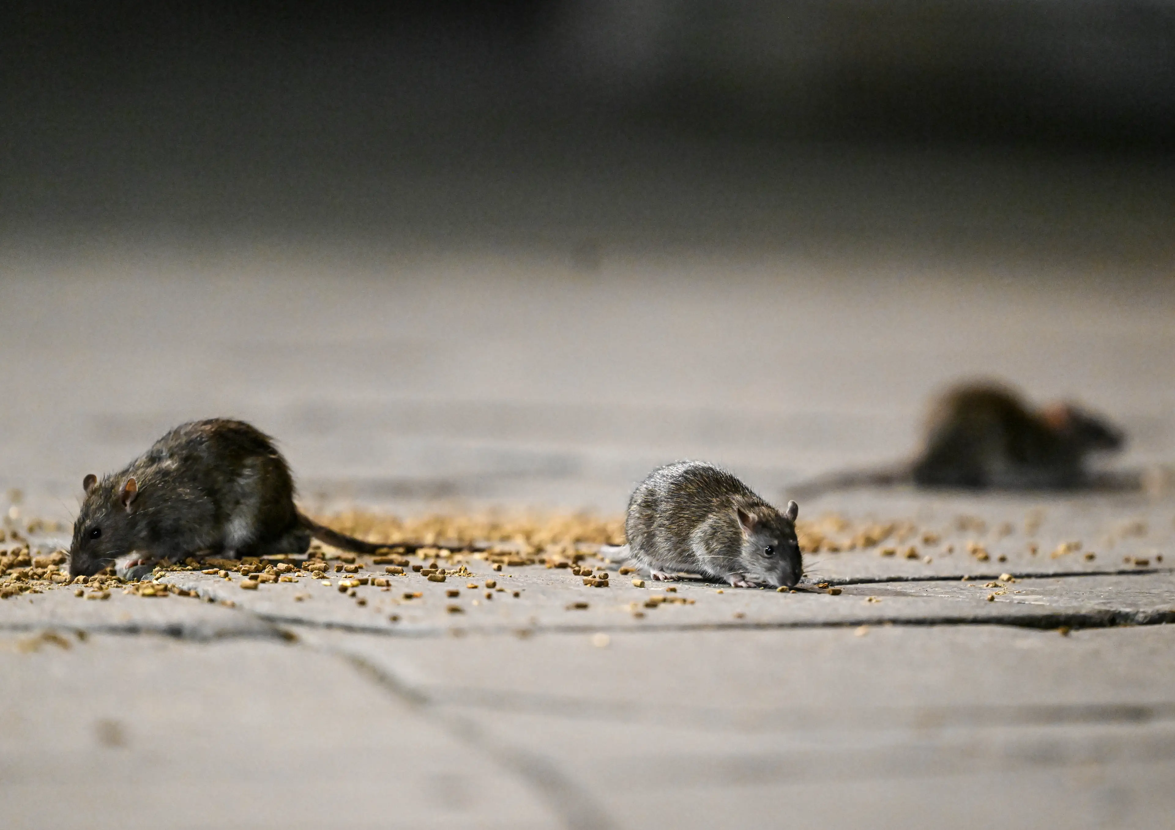The rodents are getting smarter, scientists say (Fatih Aktas/Anadolu Agency via Getty Images)
