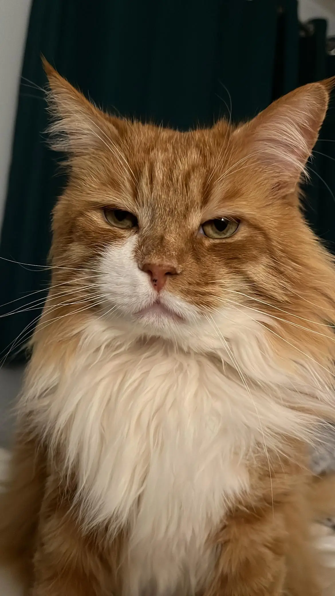 A somewhat moody looking cat (LADbible)