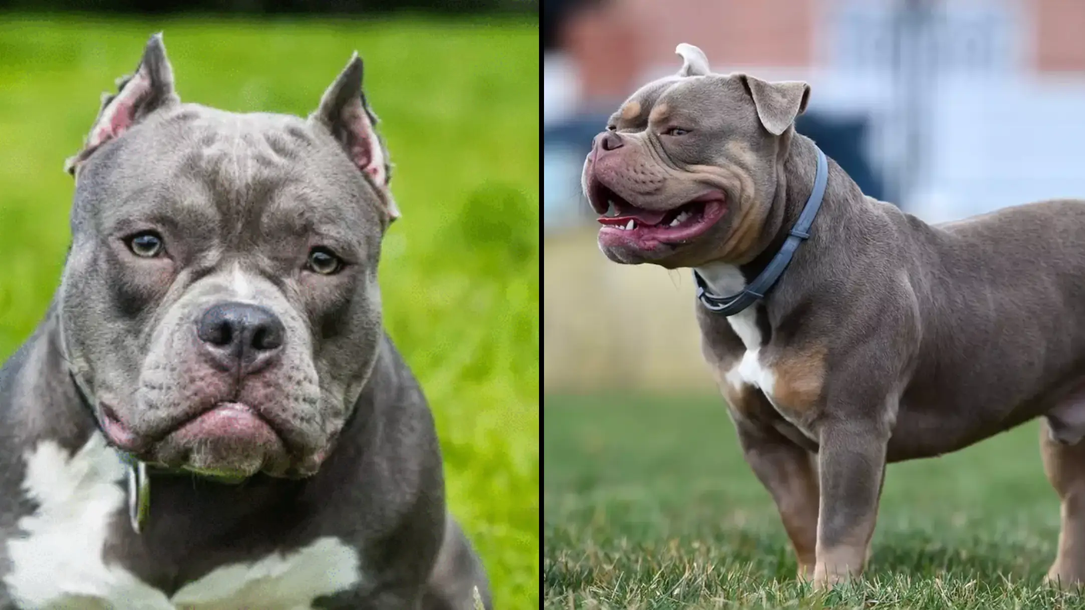 XL Bully.webp Zanna Pasnina via Getty 