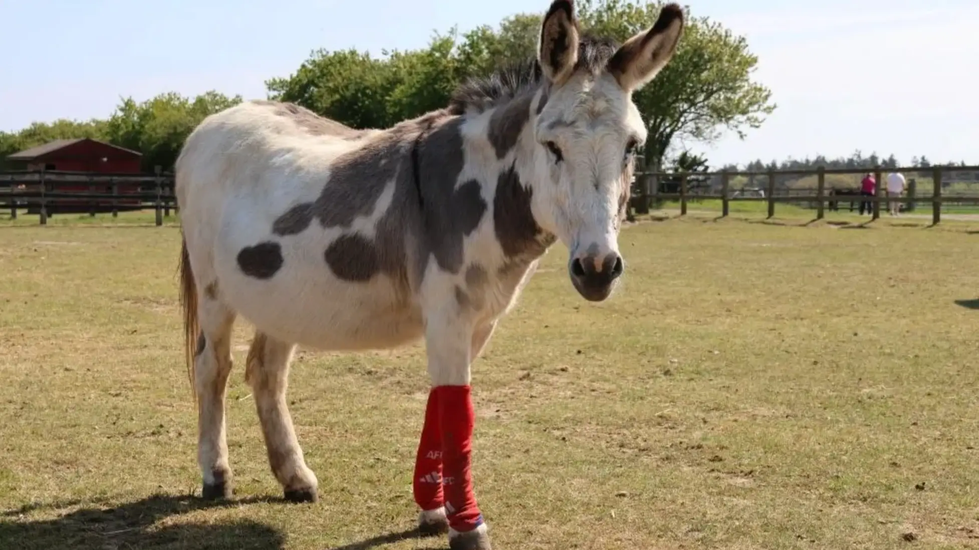 We dare you not to smile at this (Redwings Horse Sanctuary)