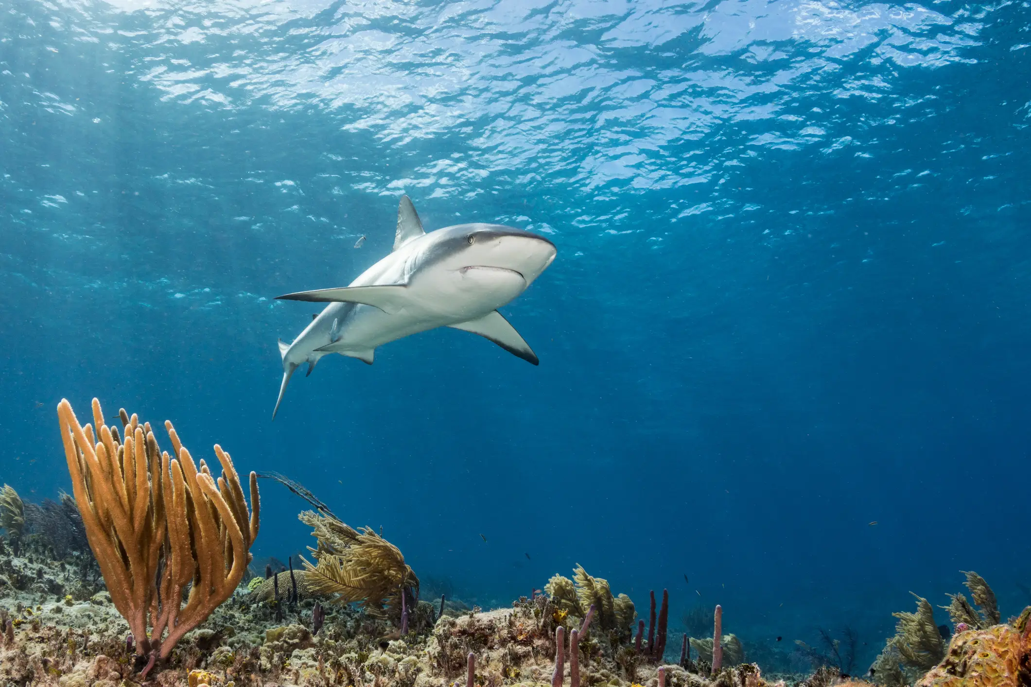 Caribbean Reef sharks were among those affected (Getty Stock Image)