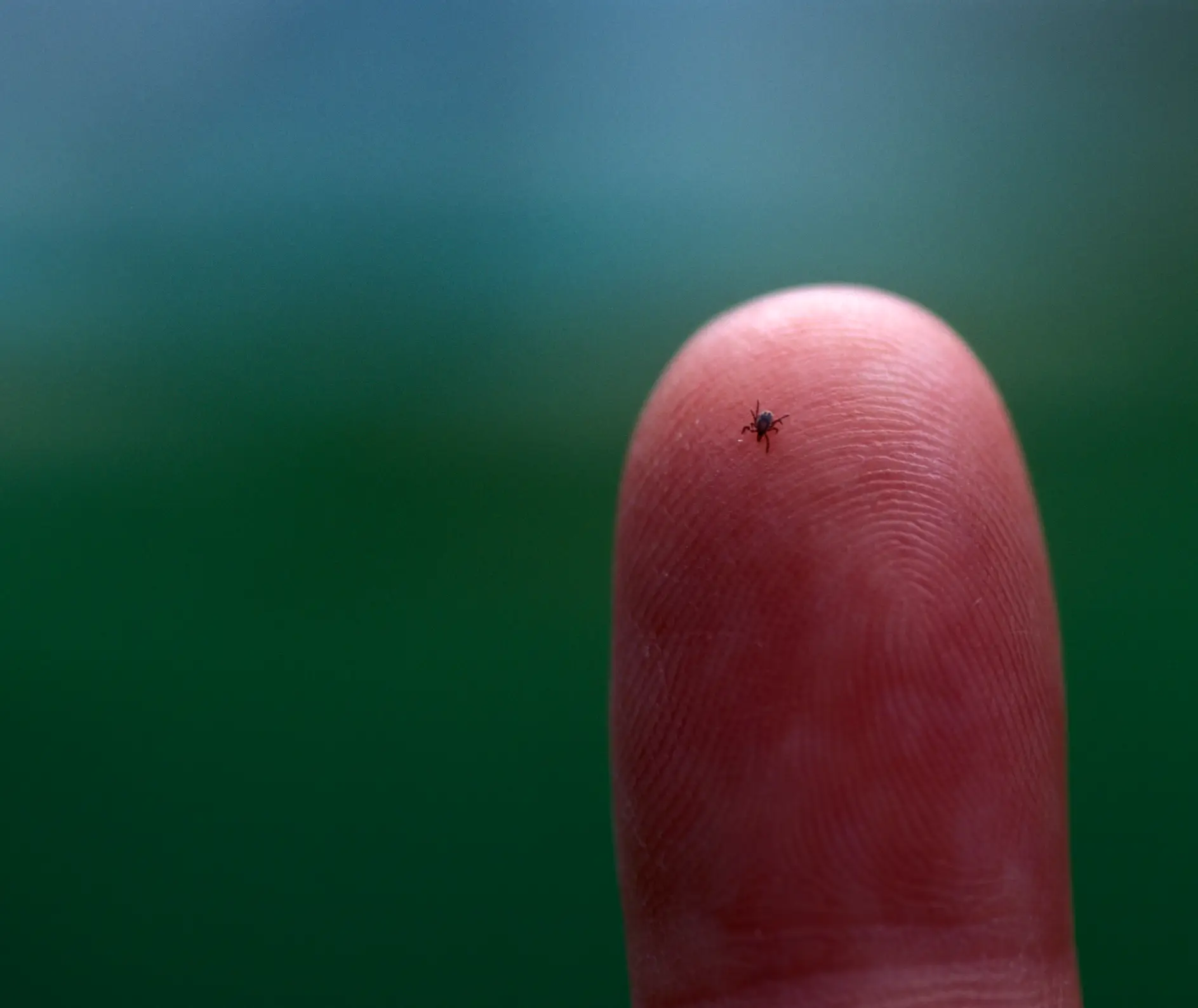 Ticks are tiny, but if you spot one you should swat it away (Getty Stock Photo)