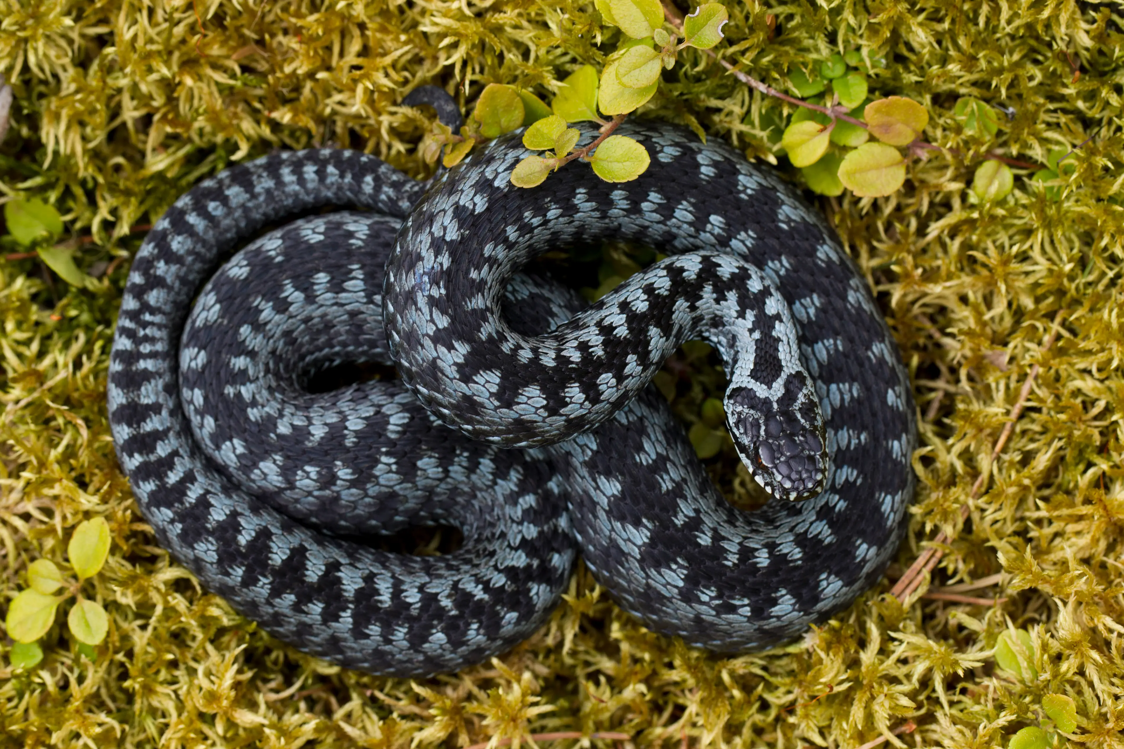 A common European adder (Arterra/Universal Images Group via Getty Images)