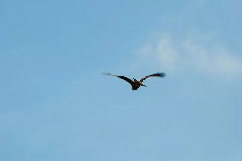 Here's the photo that Paul Squires took.