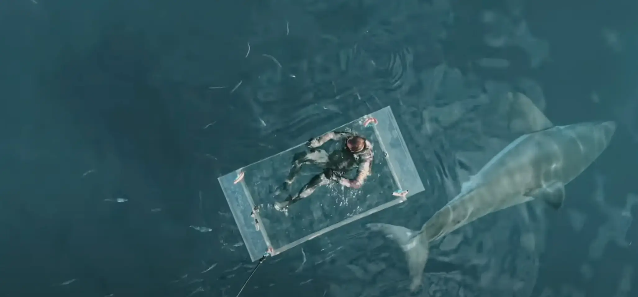 Diver Jimi Partington was very calm when the shark first approached him (Discovery Plus)