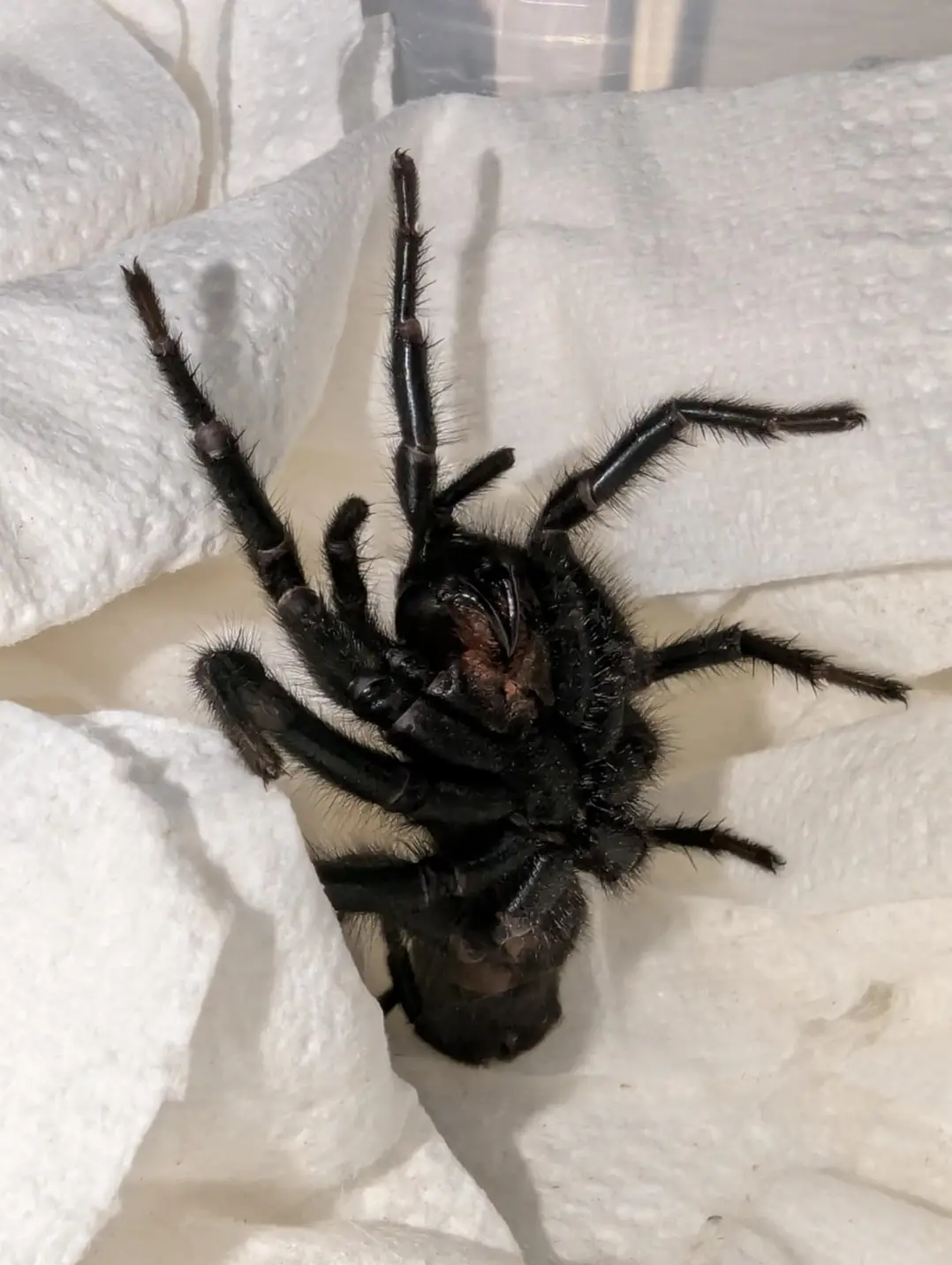 It's absolutely huge (Pen News)