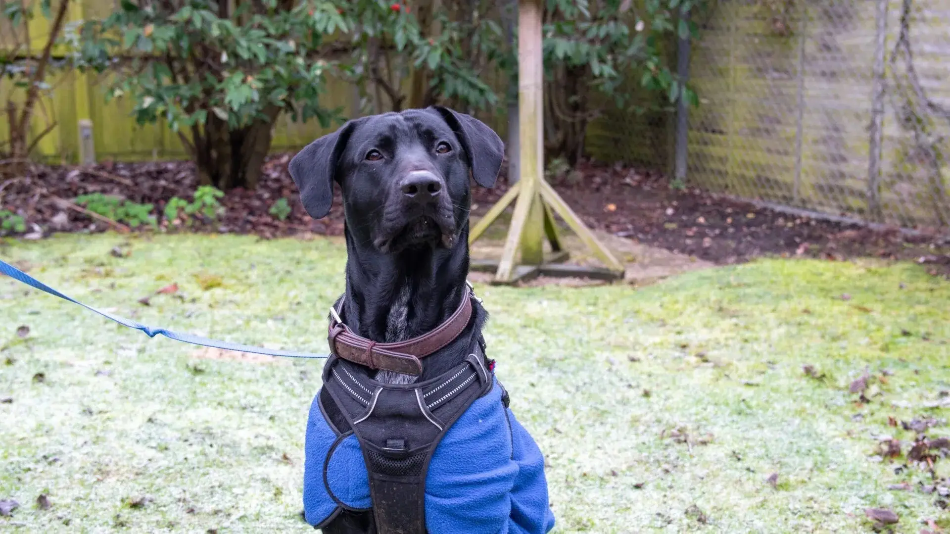 Dash would be an ideal dog for someone with a large garden, and a large heart (Woodgreen Pets Charity)