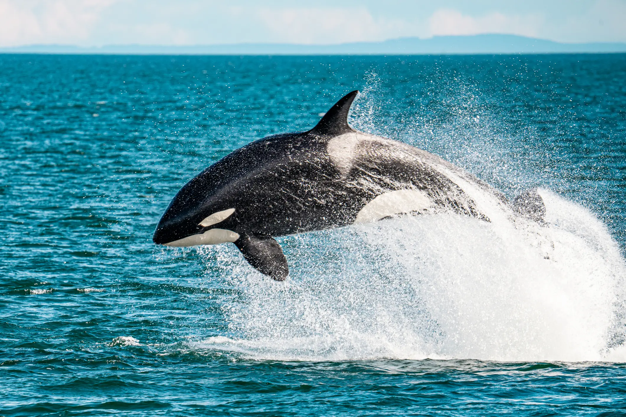 They may look less menacing than sharks, but don't be fooled (Getty Stock Image)