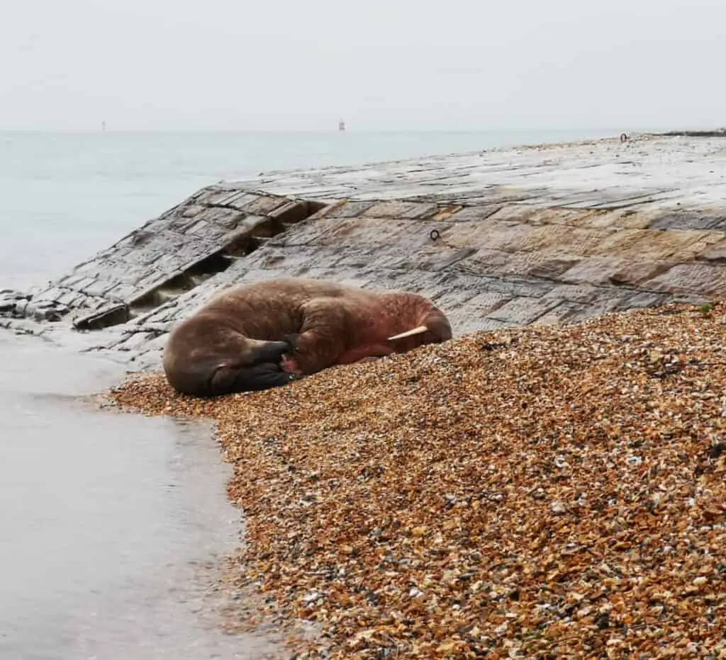 Thor has been spotted in the Netherlands and France over recent weeks.