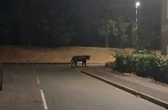 The creature was spotted in Ryehill, Northampton (SWNS)