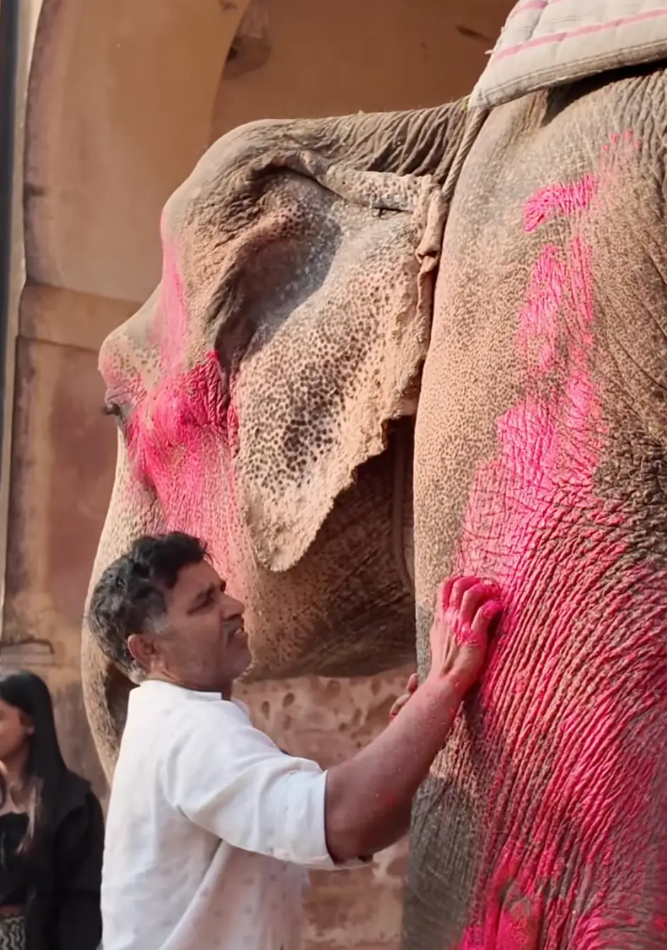 The photographer spoke out about the death of the elephant which she painted pink (Instagram/julia.buruleva)