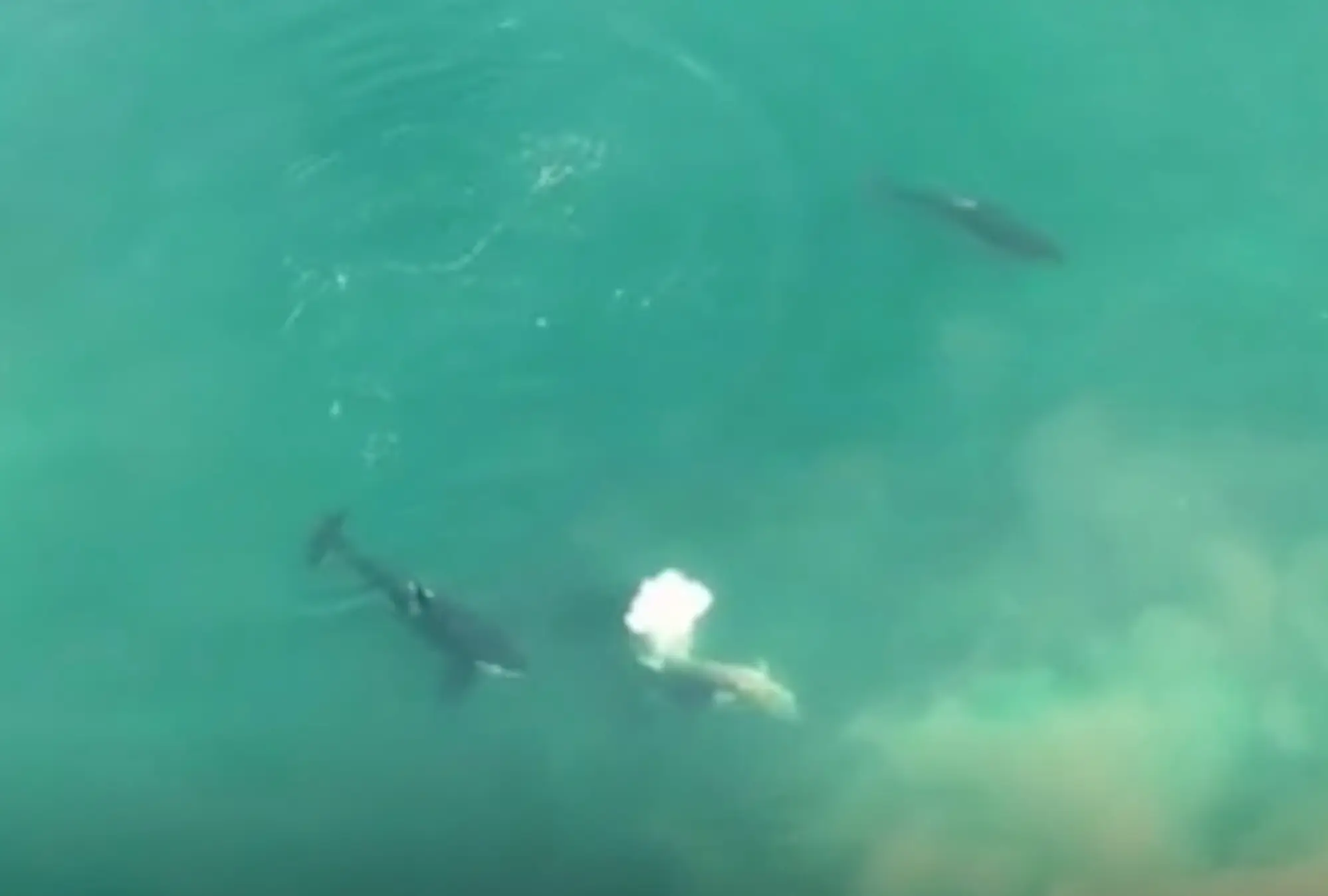 The shark is circled by three killer whales.