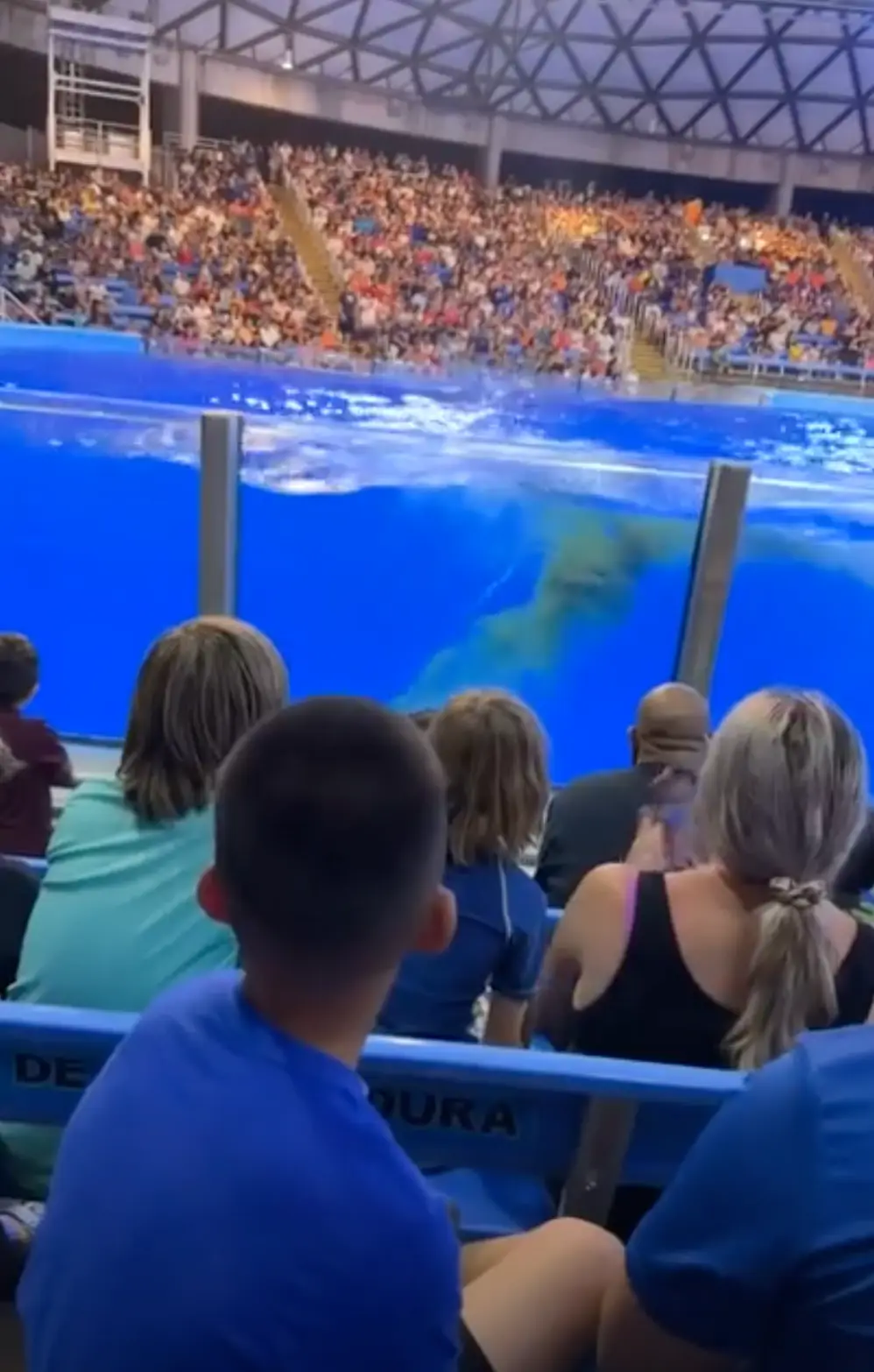 The killer whale left a little present for guests (Storyful)