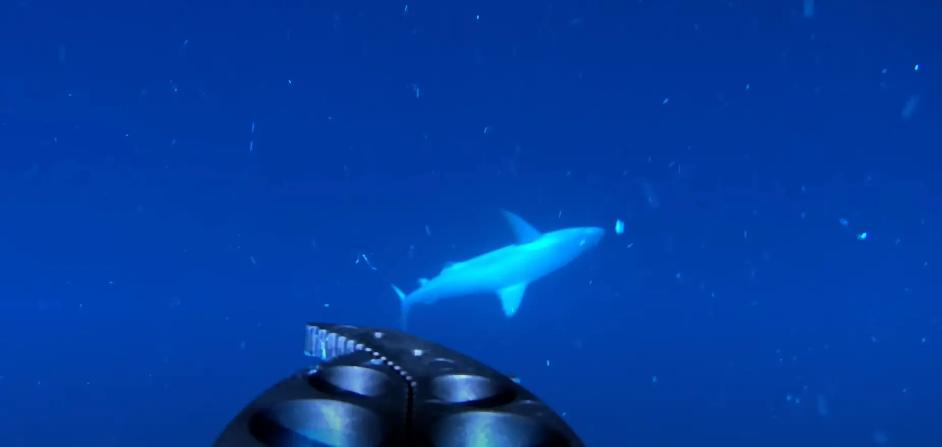 He looks friendly. Maybe we should get closer... (YouTube/Will Mitchell)