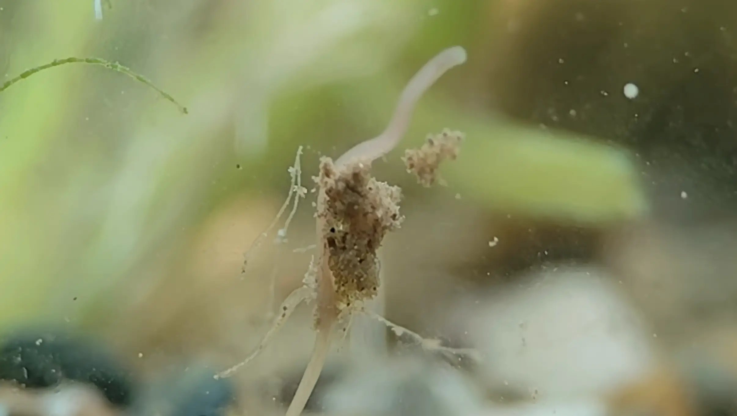 Resilient species appeared in a matter of weeks (YouTube/HabitatForge)