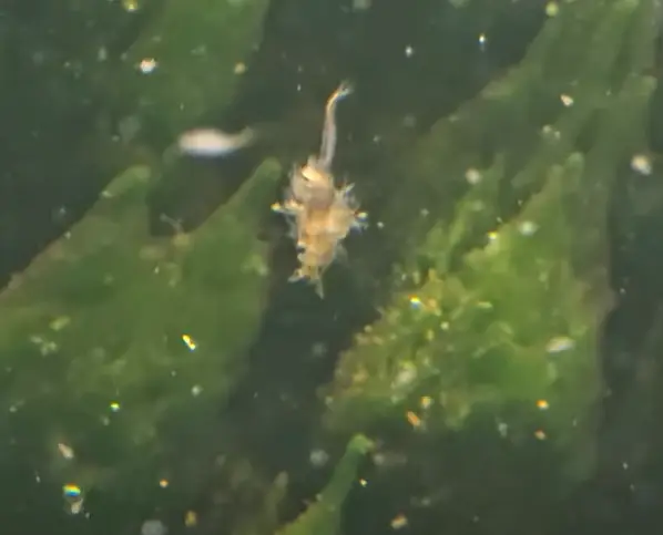 A poor dead Sea Monkey. (YouTube/ Sea-Monkey Dude)