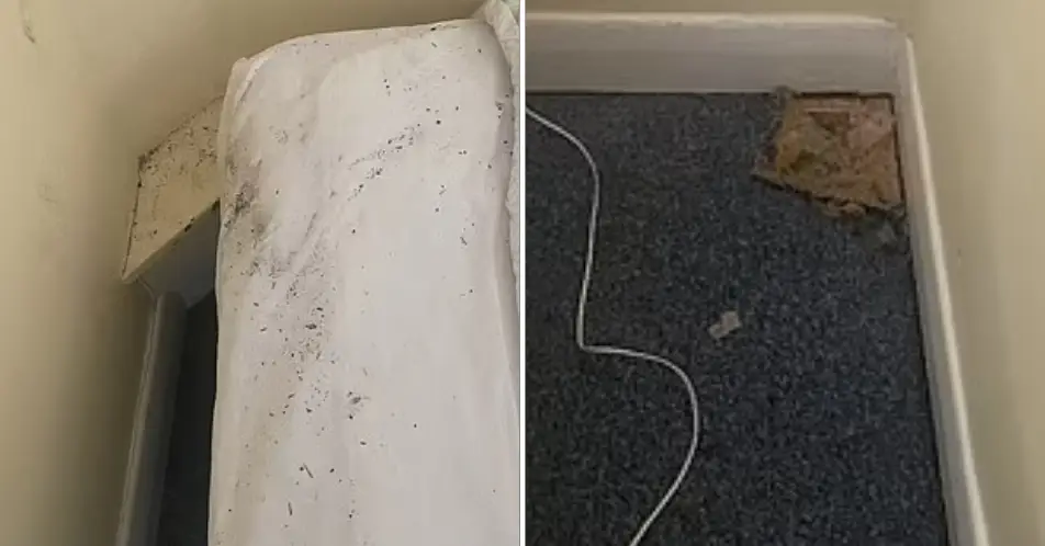 The dirt, mess, and general ruckus left by the echidna.