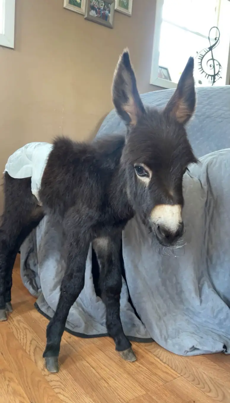 HeeHaw's heartbroken owner says he was like 'a son' (Elsberry Riding and Farm/Facebook)