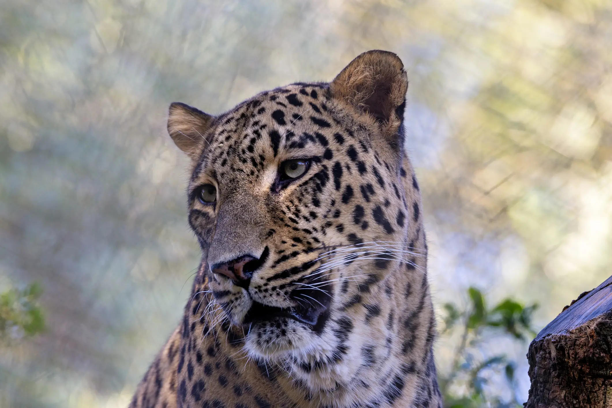 She entered the Persian Leopard enclosure (Getty Stock)