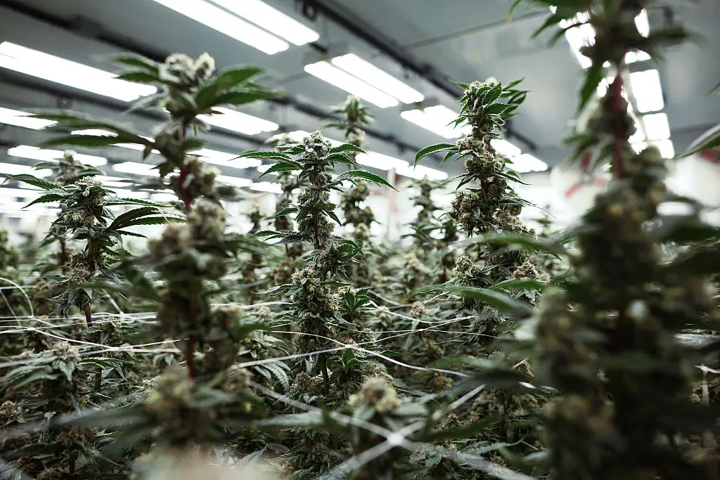 The market for medical marijuana is growing (Burston/Bloomberg via Getty Images)