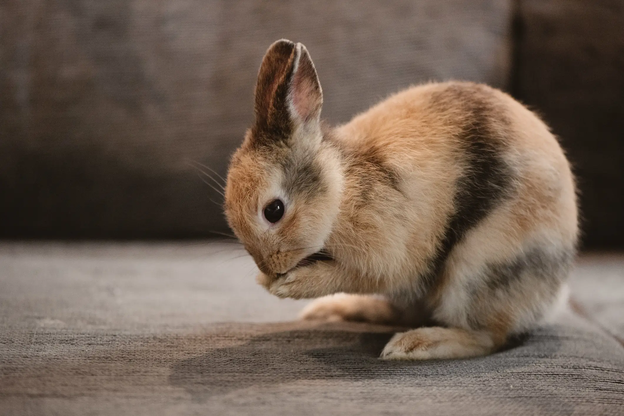 A woman donated a rabbit to the zoo and said it was a 'super nice' experience (Getty Stock Image)